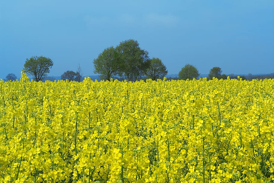 field of rapeseeds, oilseed rape, rare plant, field, yellow, summer, landscape, plant, beauty in nature, growth