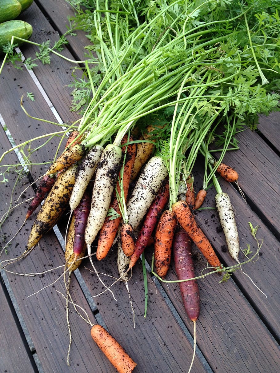 carrot, carrots, blast, farmers' markets, mat, vegan, colors, vegetable, harvest time, grow