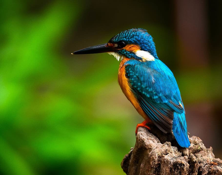 kingfisher, bird, blue, nature, cute, wild world, forest, sweet, small, tiny