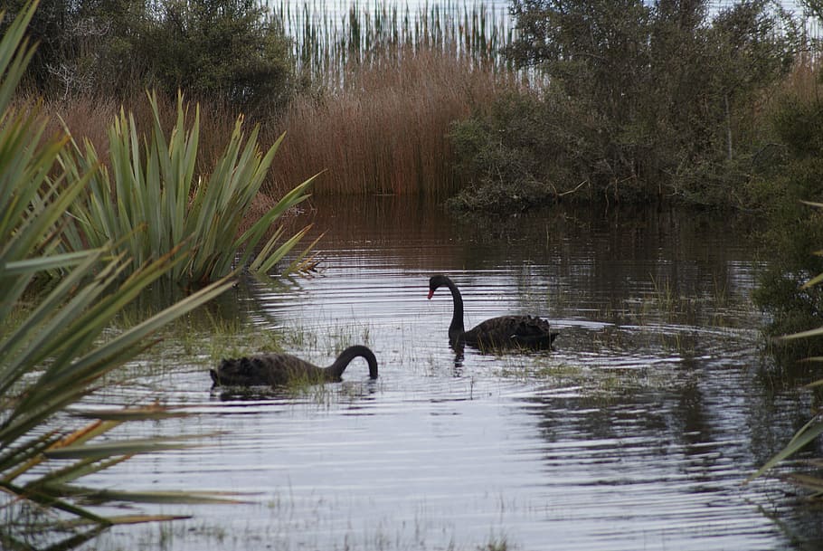 Lake, Black Swan, Bird, Water, swan, nature, animal, wildlife, feather, wild