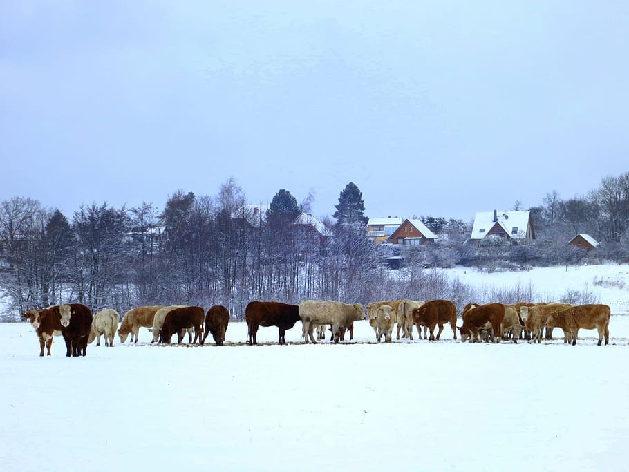 cows, cow herd, winter, agriculture, animals, beef, cattle, meadow, weidetier, mountains