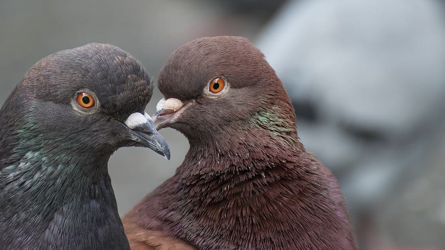birds, pigeons, almost, the head of the, love, eye, feather, romance, tips, nature