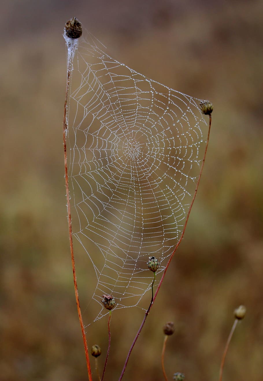 spider web, wet, hooked, place, dew, drops, nature, fragility, focus on foreground, close-up
