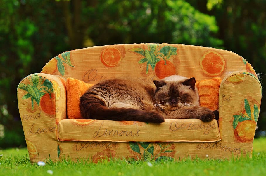 siamese cat, sleeping, sofa, couch, cat, british shorthair, thoroughbred, fur, brown, beige
