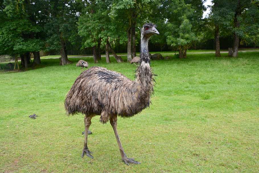 emú, pájaro grande, plumas, naturaleza, plumaje, emú de australia, animal, vida silvestre, pájaro, avestruz