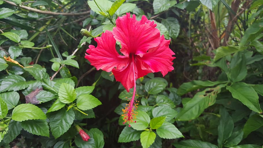 hibiscus, flower, tropical flowers, flowering plant, plant, growth, freshness, beauty in nature, fragility, petal