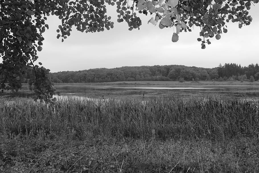 Rodder, Maar, Brohltal, Vulkaneifel, rodder maar, autumn, germany, waters, forest, nature