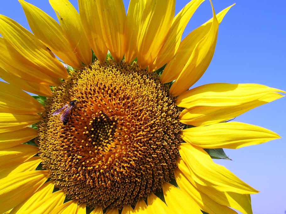 Sunflower, Honeybee, Flower, Yellow, blossom, india, petal, fragility, close-up, flower head