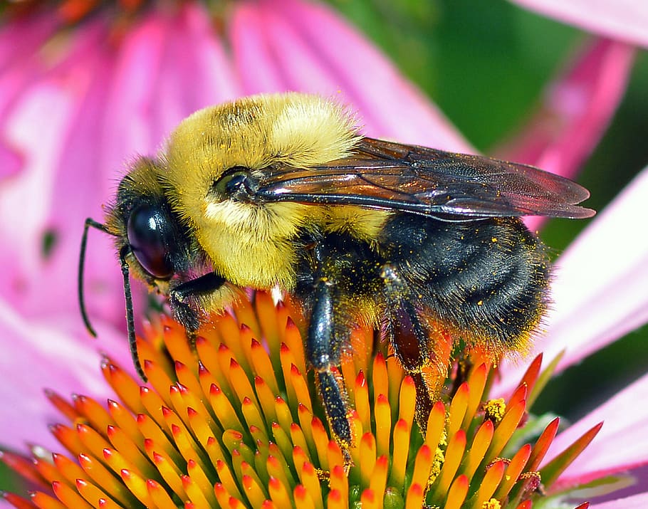 bumble bee, bee, bumblebee, insect, nature, flower, bloom, yellow, wings, garden