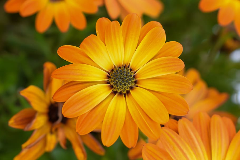 orange blossom, marigold, calendula, orange, green, close up, composites, summer, garden, balcony plant