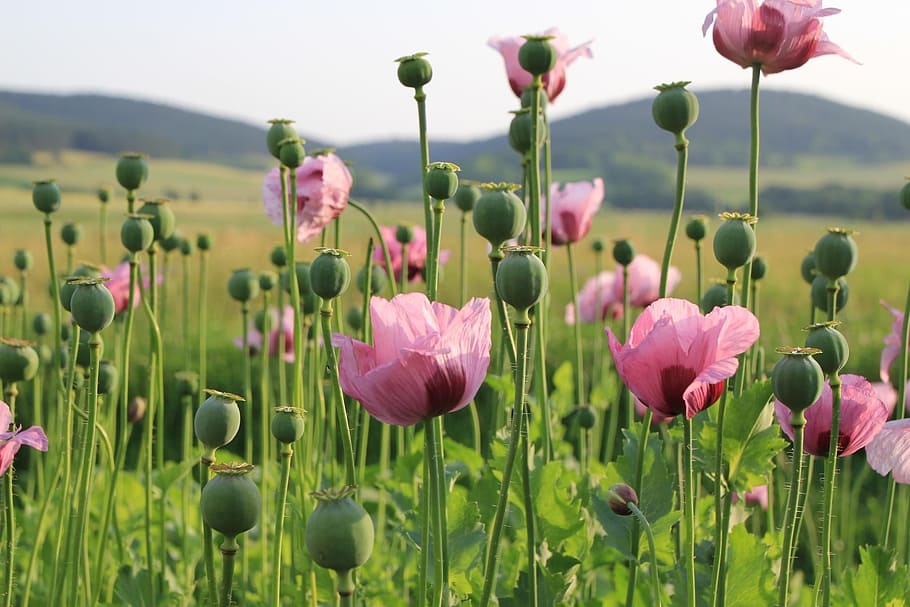 selective, focus photography, pink, opium poppy flowers, poppy, field, landscape, flower, flowering plant, plant