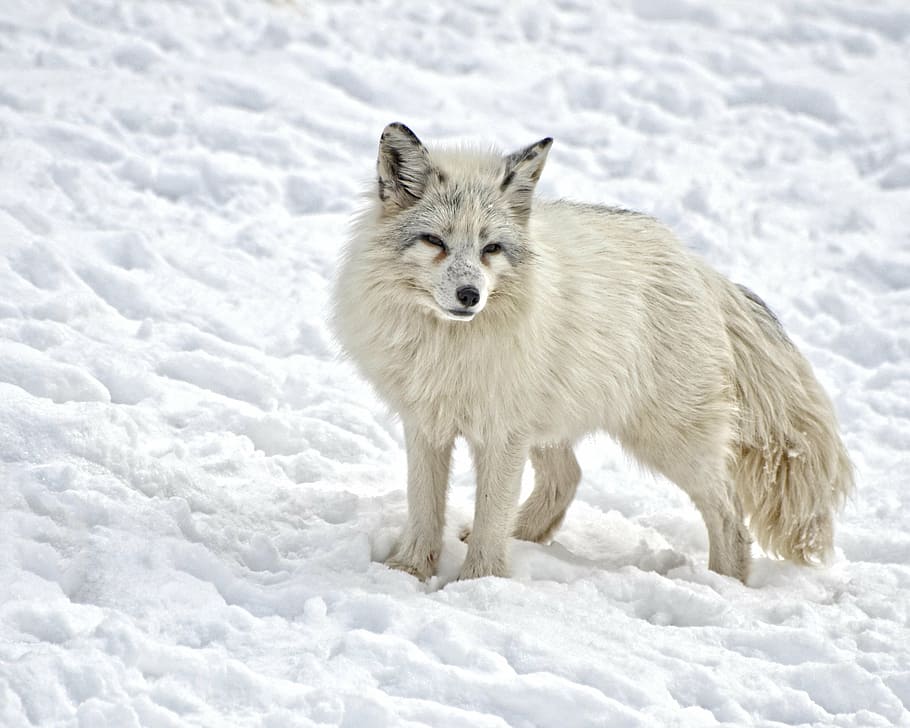 white, wolf, snow, arctic fox, mammal, fox, wildlife, wild, nature, fur