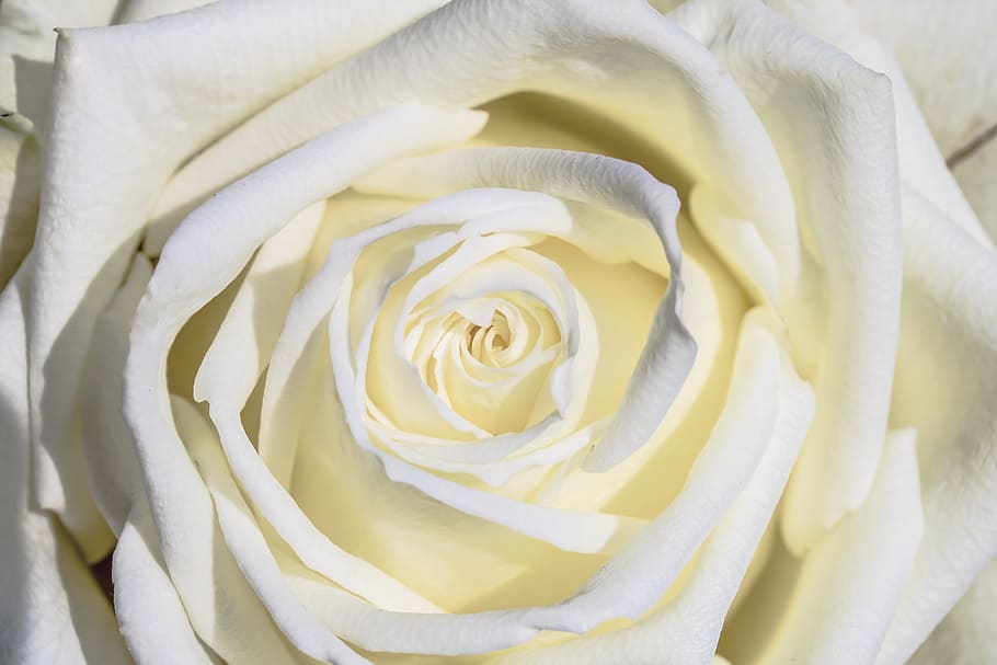 white, rose, flower, white rose, petal, love, flowers, give, mood, card greeting