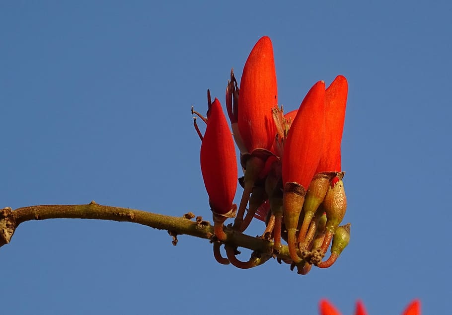 flower, erythrina, indian coral treee, lenten tree, tiger claw, erythrina variegata, fabaceae, erythrina indica, erythrina mysorensis, erythrina orientalis