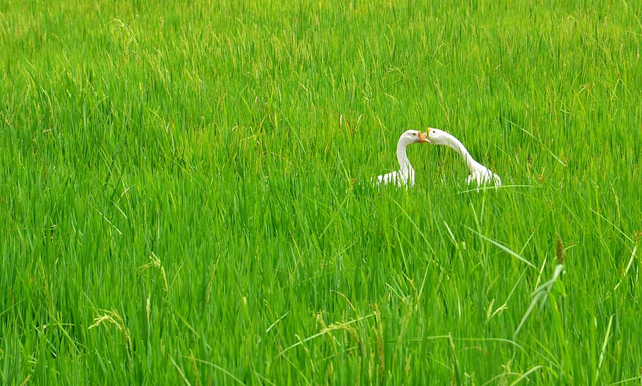 dois, branco, cisnes, campo de cisnes, cisne, campo de arroz, casal, grama, um animal, cor verde