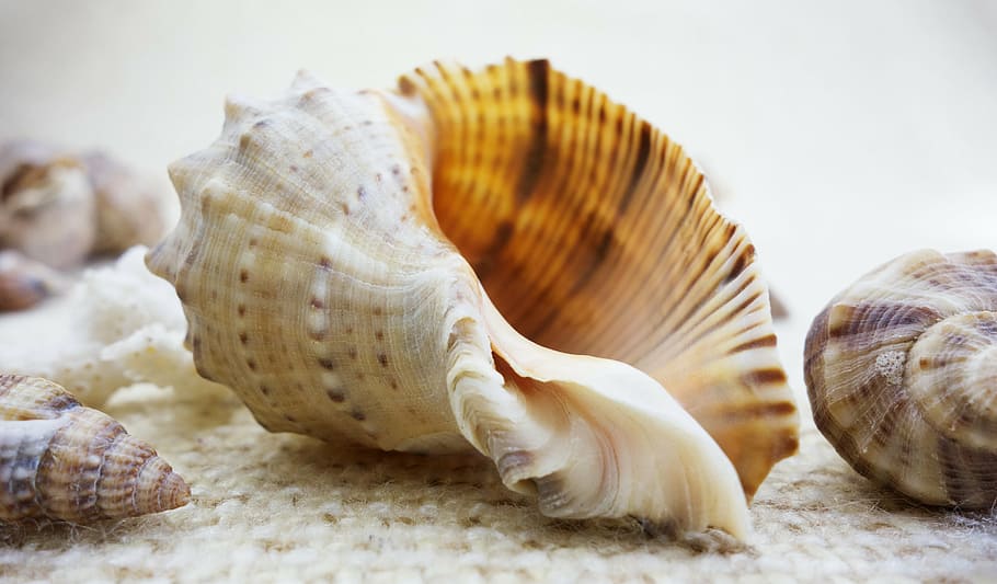 beige, brown, snailshell, shell, shells, nature, beautiful, beauty, seashell, sea