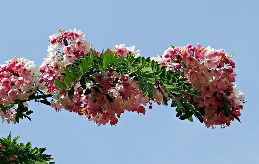 cassia javanica, java cassia, rosa chuveiro, macieira, arco íris, árvore, flor, flora, bangalore, jardim botânico