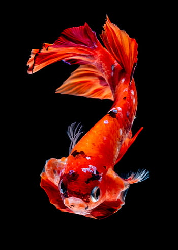 Royalty-free fish photos free download | Pxfuel