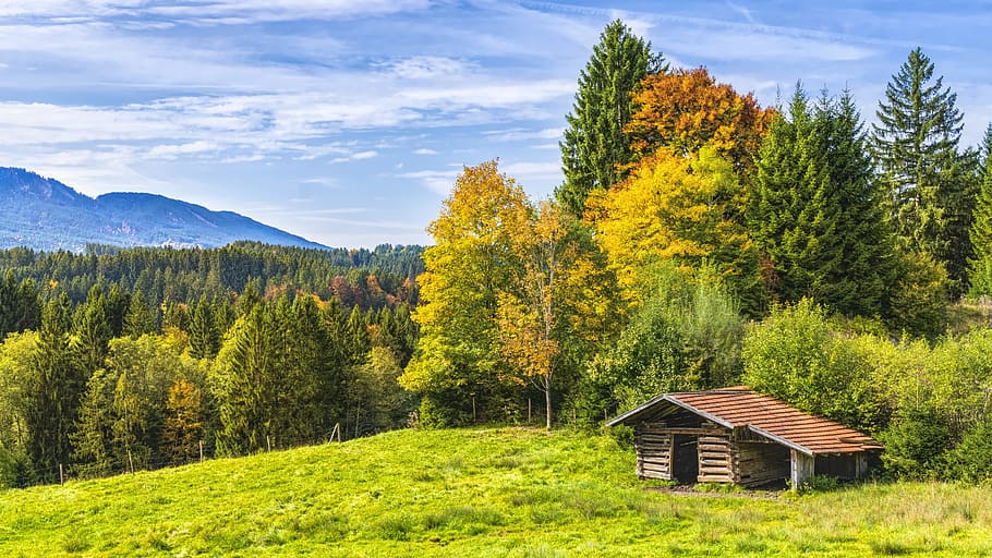 brown, wooden, house, middle, forest, hut, alpine, mountains, bavaria, trees