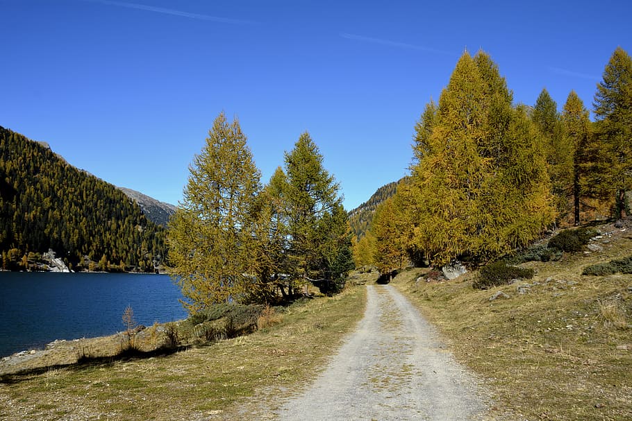 gray, road, green, grass, pine tree photography, landscape, trees, zufritt reservoir, south tyrol, forest