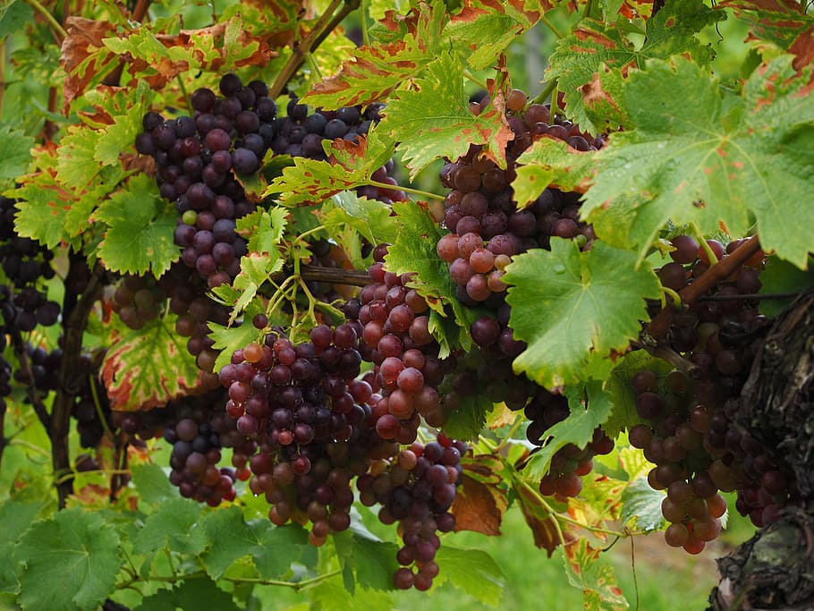 ワインの果実, ブドウ, 果実, 青, ポッド, 果物, ぶどう栽培, プランテーション, 登山家, 作物