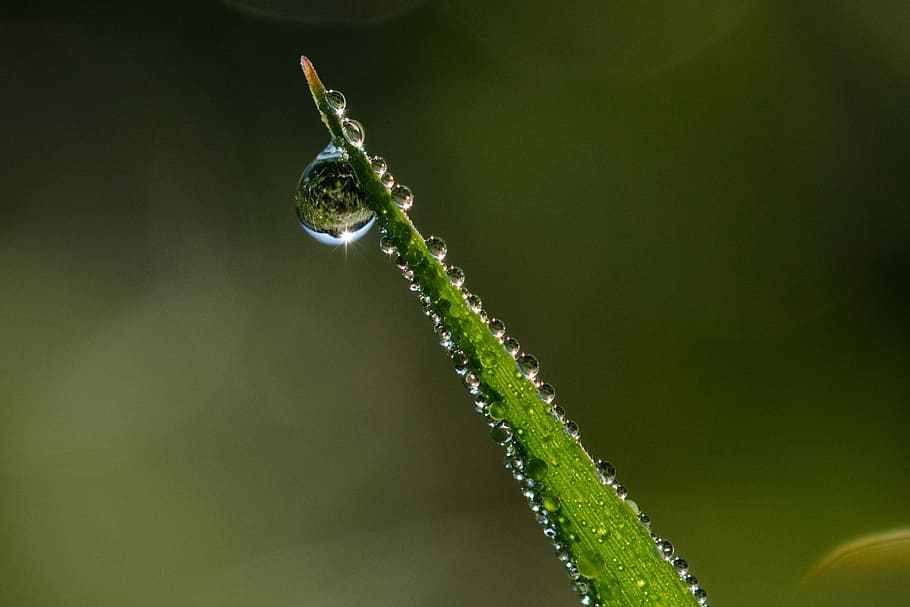 green, leaf, drew, drops, Sun, Drip, Water, Drop, Drop Of Water, Nature, water