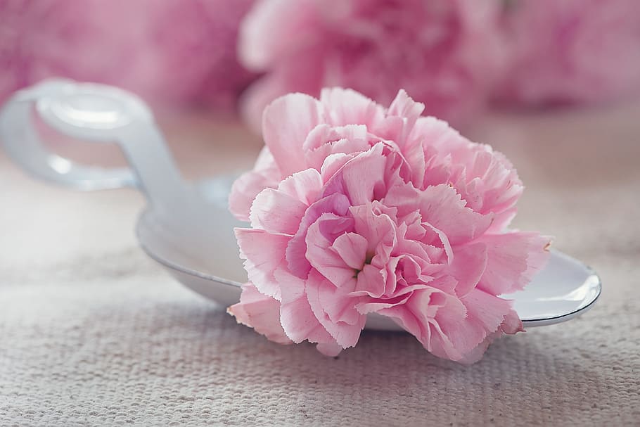 marco photography, pink, flower, carnation, blossom, bloom, petals, schnittblume, close, flowering plant