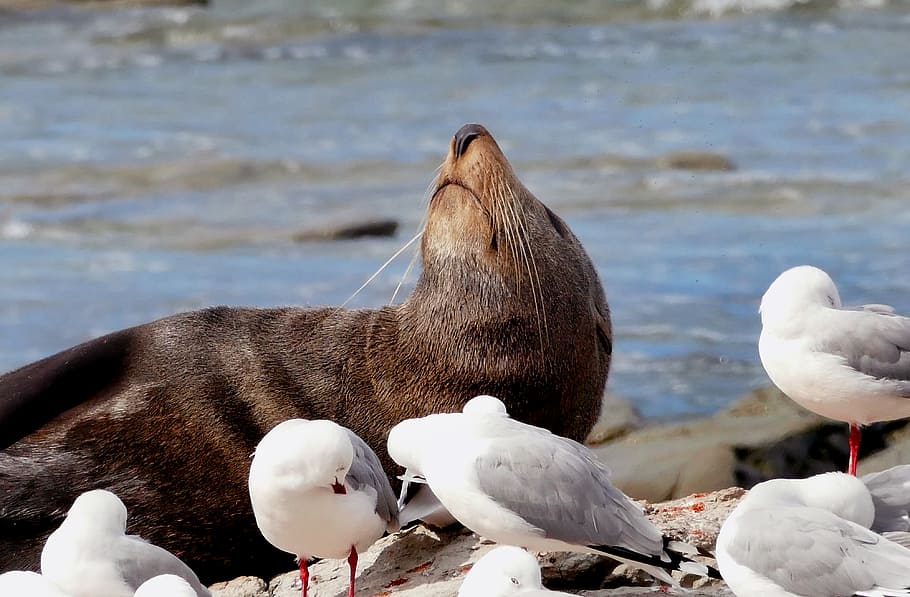 Sul, peles de foca, rebanho, e cinza, aves, ao lado, foca, temas animais, animal, animais em estado selvagem