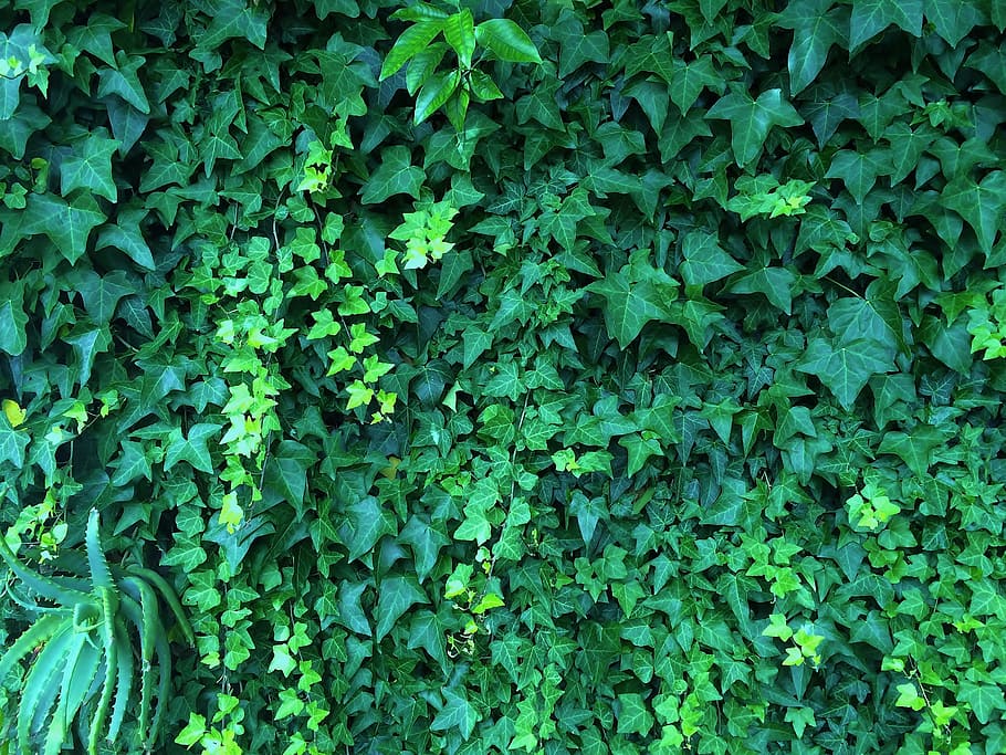 Midori, Ivy, Merambat, Lidah buaya, hijau, pokok anggur, pagar, dinding, kota otsu, yokosuka