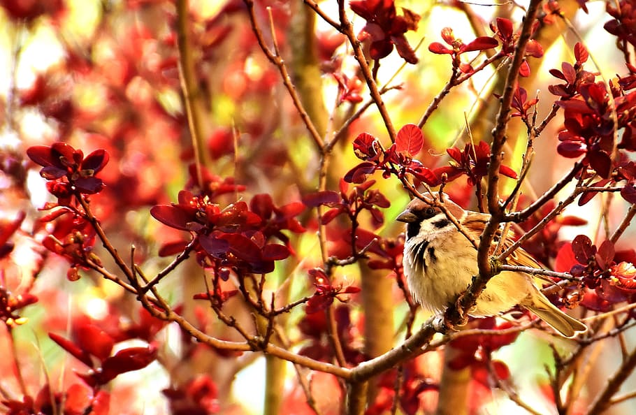 Sparrow, Bird, Animal, Nature, Garden, foraging, sperling, sparrows, birds, branch