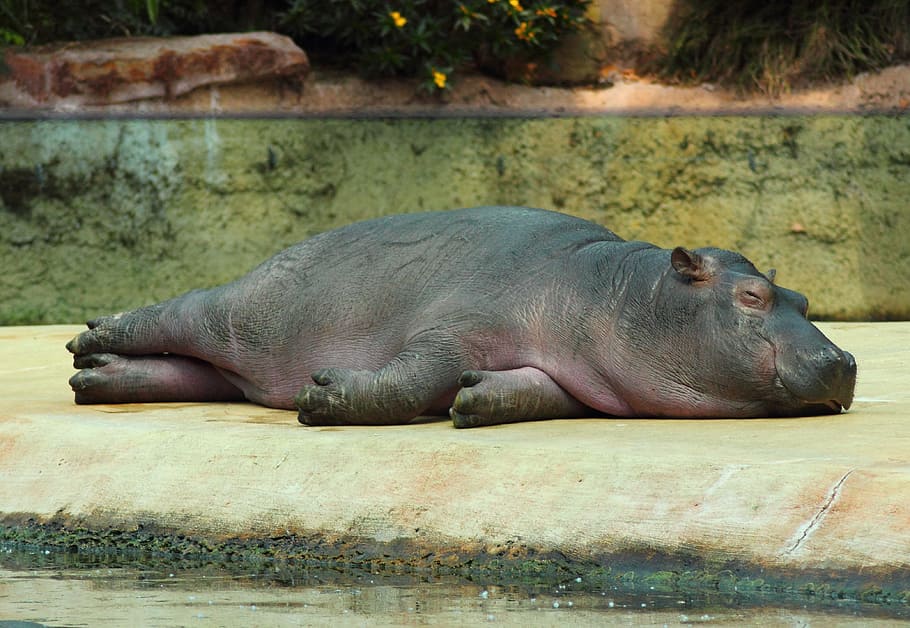 sleeping hippopotamus, hippopotamus, hippo, zoo, animal, close, rest, chill out, animal themes, mammal