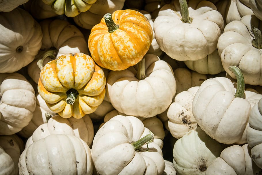 halloween, pumpkins, autumn, fall, orange, october, harvest, halloween pumpkin, holiday, season