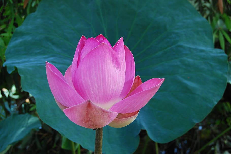 flores, paisajes, flores de loto, provincia de dong thap, vietnam, flor,  planta floreciendo, pétalo, hoja, lirio de agua | Pxfuel