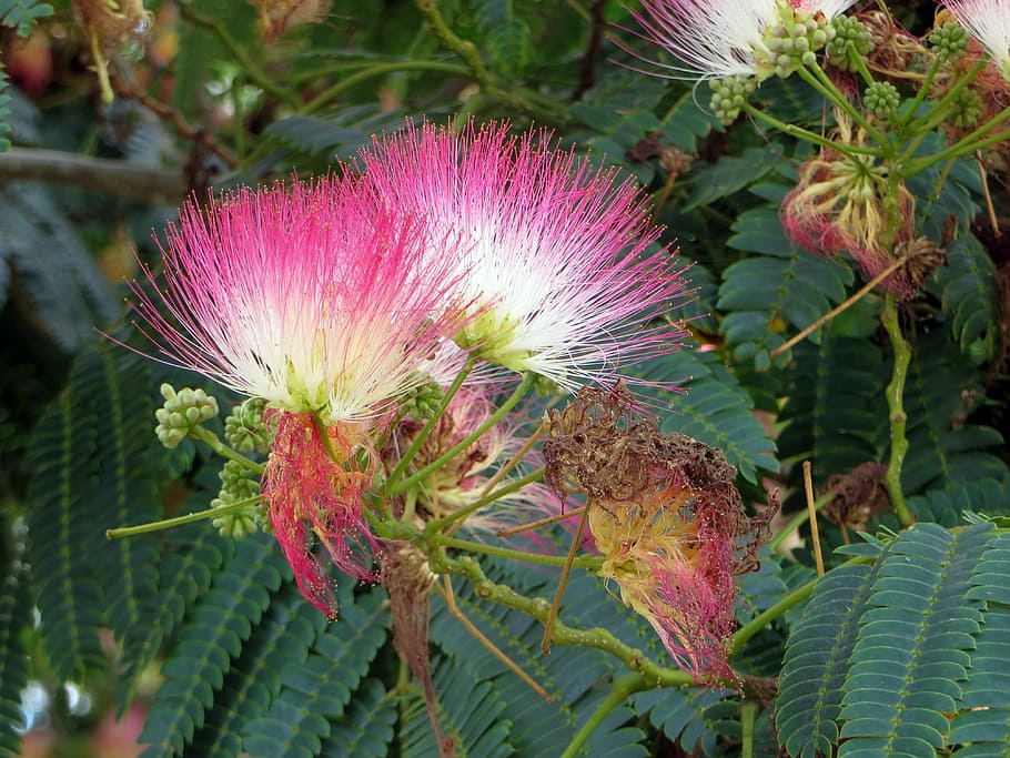albizia julibrissin, mimosaceae, flores rosadas, frescura, planta, belleza en la naturaleza, crecimiento, flor, primer plano, planta floreciente