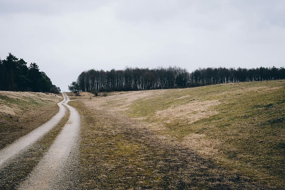 road near forest, road, forest, black, brown, country, fields, grass, gray, green