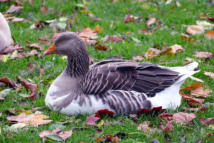 gray, white, duck, sitting, green, grass, goose, bird, geese, animal