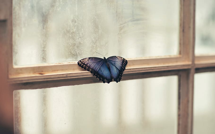 morpho butterfly perching, white, wooden, framed, clear, glass window, window, shield, glass, indoor