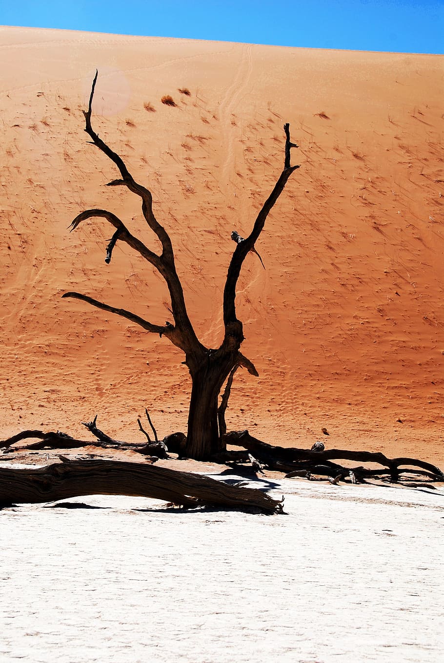 brown, withered, tree, surrounded, gray, sand, desert, namibia, dead vlei, deadvlei