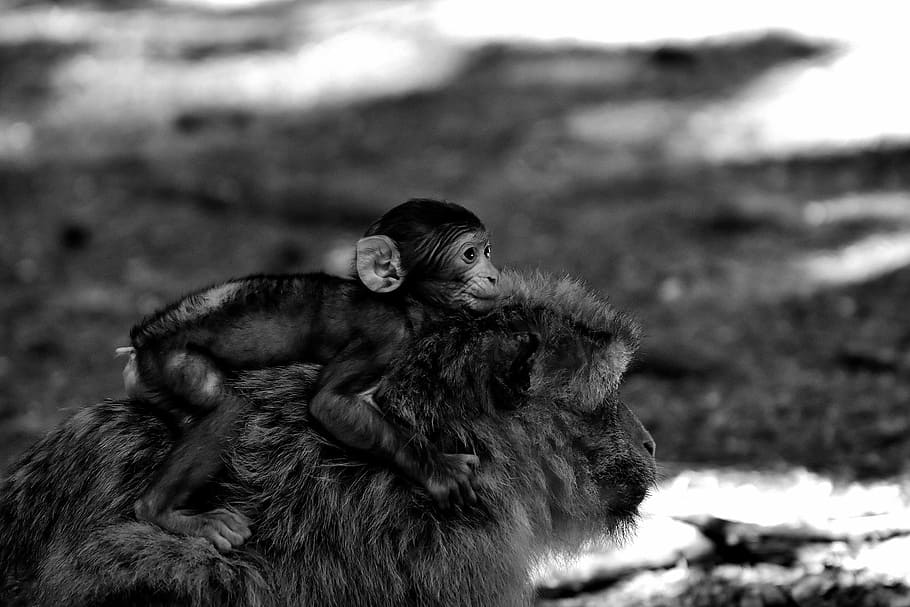 Baby Monkey, Barbary Ape, espécies ameaçadas de extinção, monkey mountain salem, animal, animal selvagem, jardim zoológico, um animal, temas de animais, vida selvagem animal