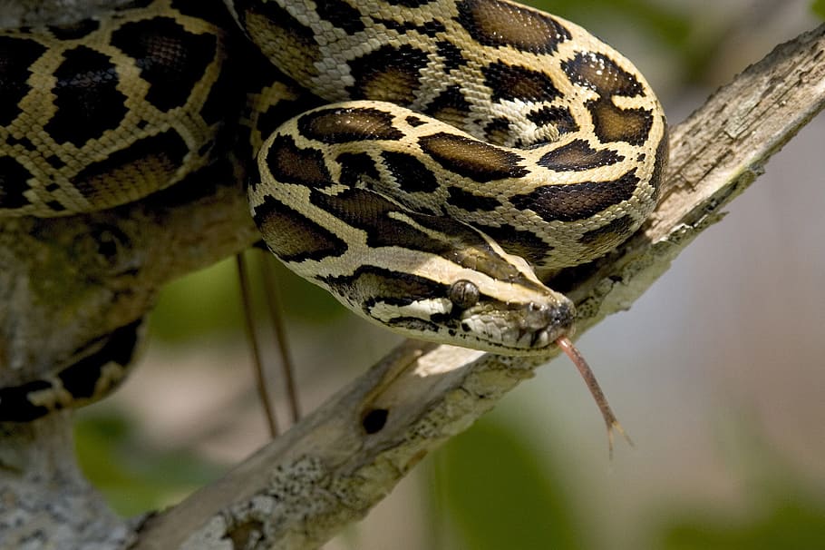 snake, tree branch, burmese python, tree, coiled, wildlife, everglades, florida, usa, reptile