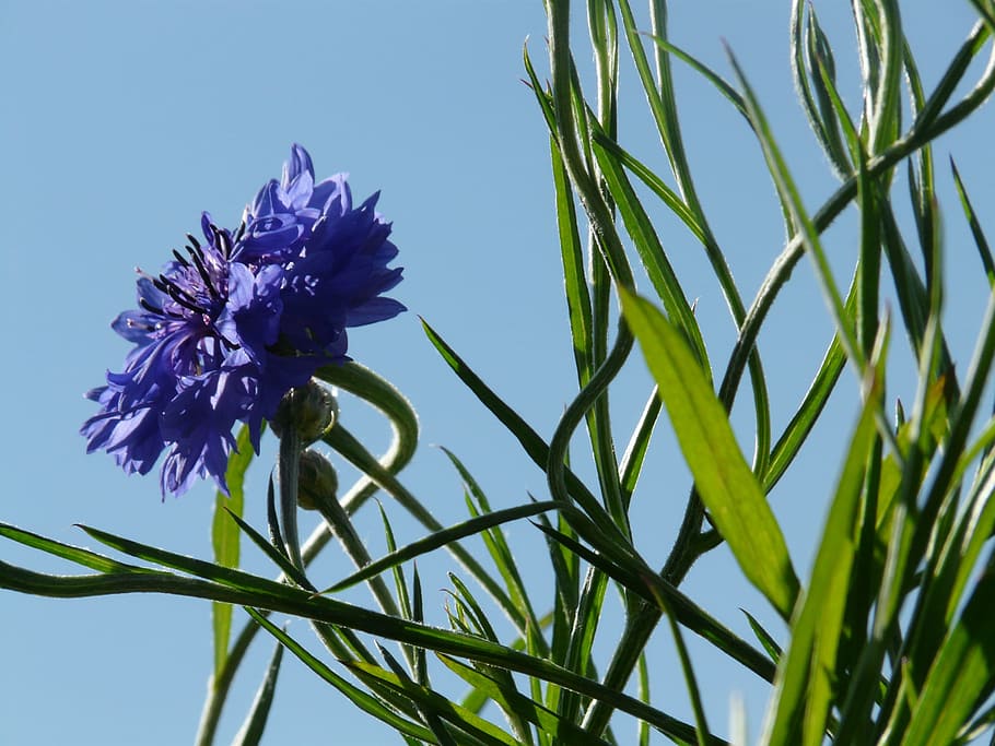knapweed, cornflower, daun, tangkai, biru, daun sejati, berbentuk lanset, ellyptic, selebaran celah, bunga