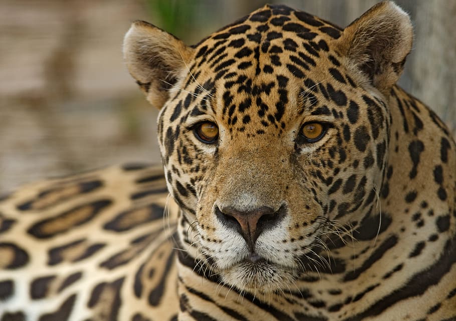 photo of leopard, jaguar, feline, spots, mammal, exotic, conservation, brazilian, hunter, panthera
