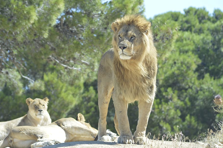lion, sigean, park, wildlife, nature, african, animal, big, reserve, mammal