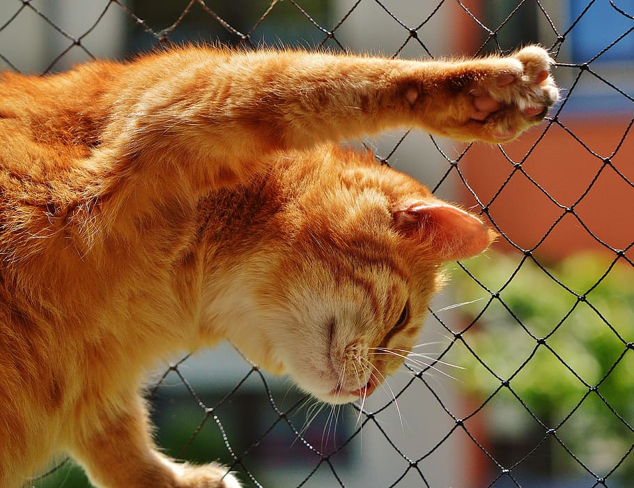 orange tabby cat, cat, face, close, view, eyes, portrait, adidas, animal world, animal