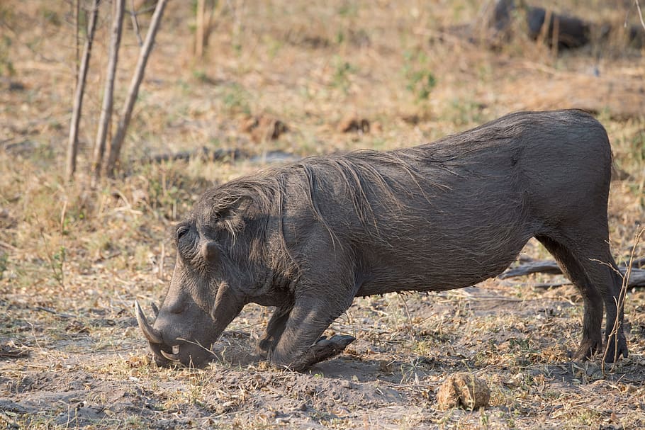 warthog, botswana, animal, wildlife, africa, wild, boar, hog, animal wildlife, animal themes