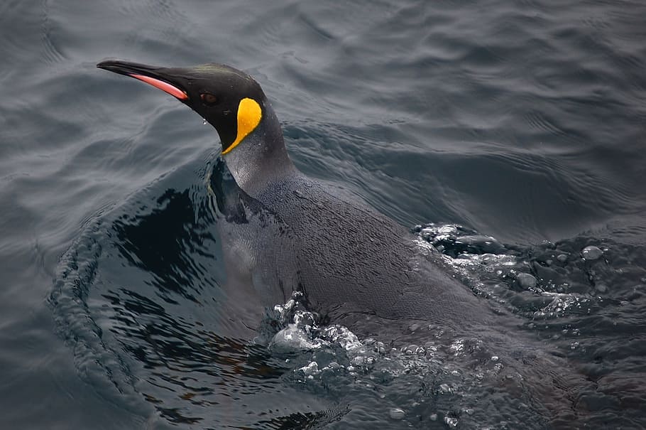 Pinguim-rei, mar, oceano, água, natureza, fora, natação, macro, close-up, bonito