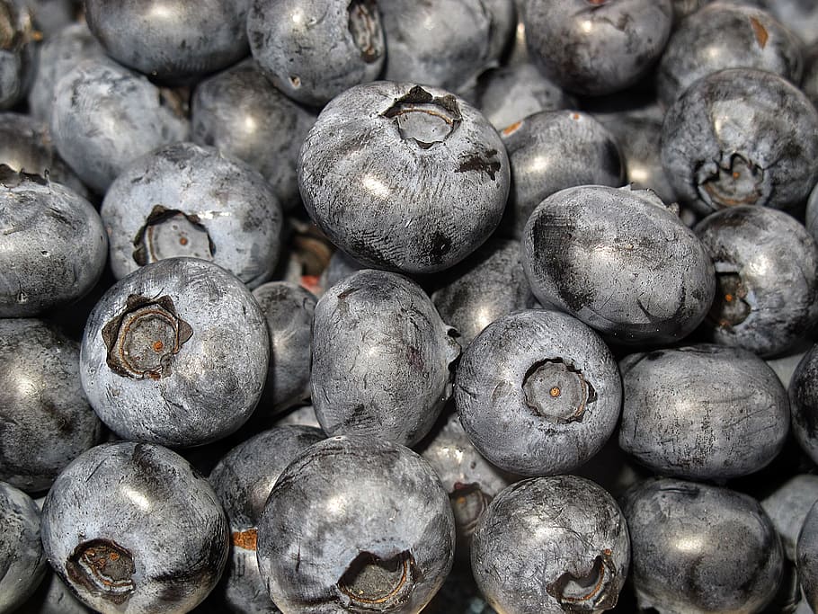 blueberry, black berry, vaccinium corymbosum, frisch, berry, makanan, moll berry, kick berry, zeckbeere, cranberry