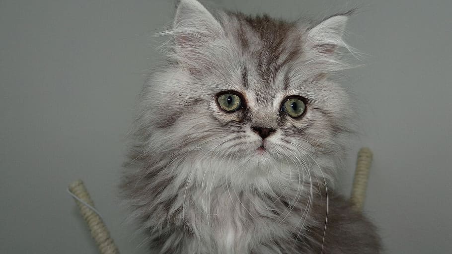 short-fur gray cat, cat, feline, hair, kitty, matou, twink, pussy, hug, kitten
