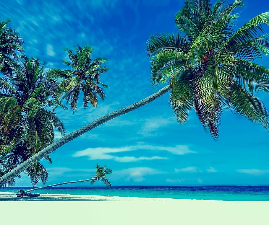 palmeras, orilla del mar, playa, arena, paraíso, vacaciones, baño, mar, playa de arena, océano