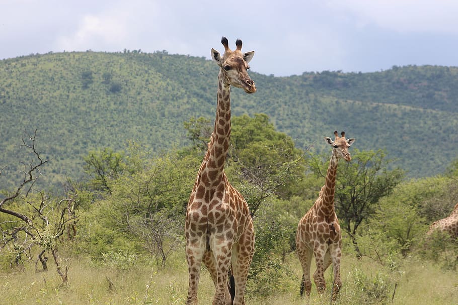 giraffe, animal, wild, nature, wildlife, africa, safari, mammal, pattern, herbivore